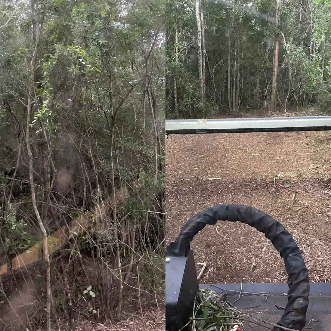 Before and after — dense brush mulched, seen from the machine