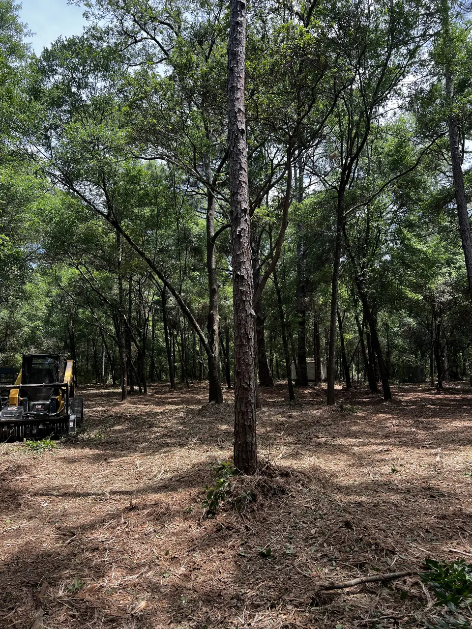 Cleared understory beneath mature trees