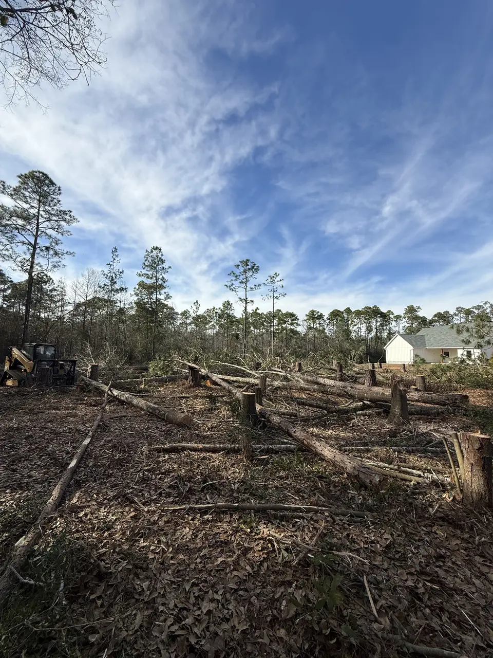Felled pines processed during a clearing job