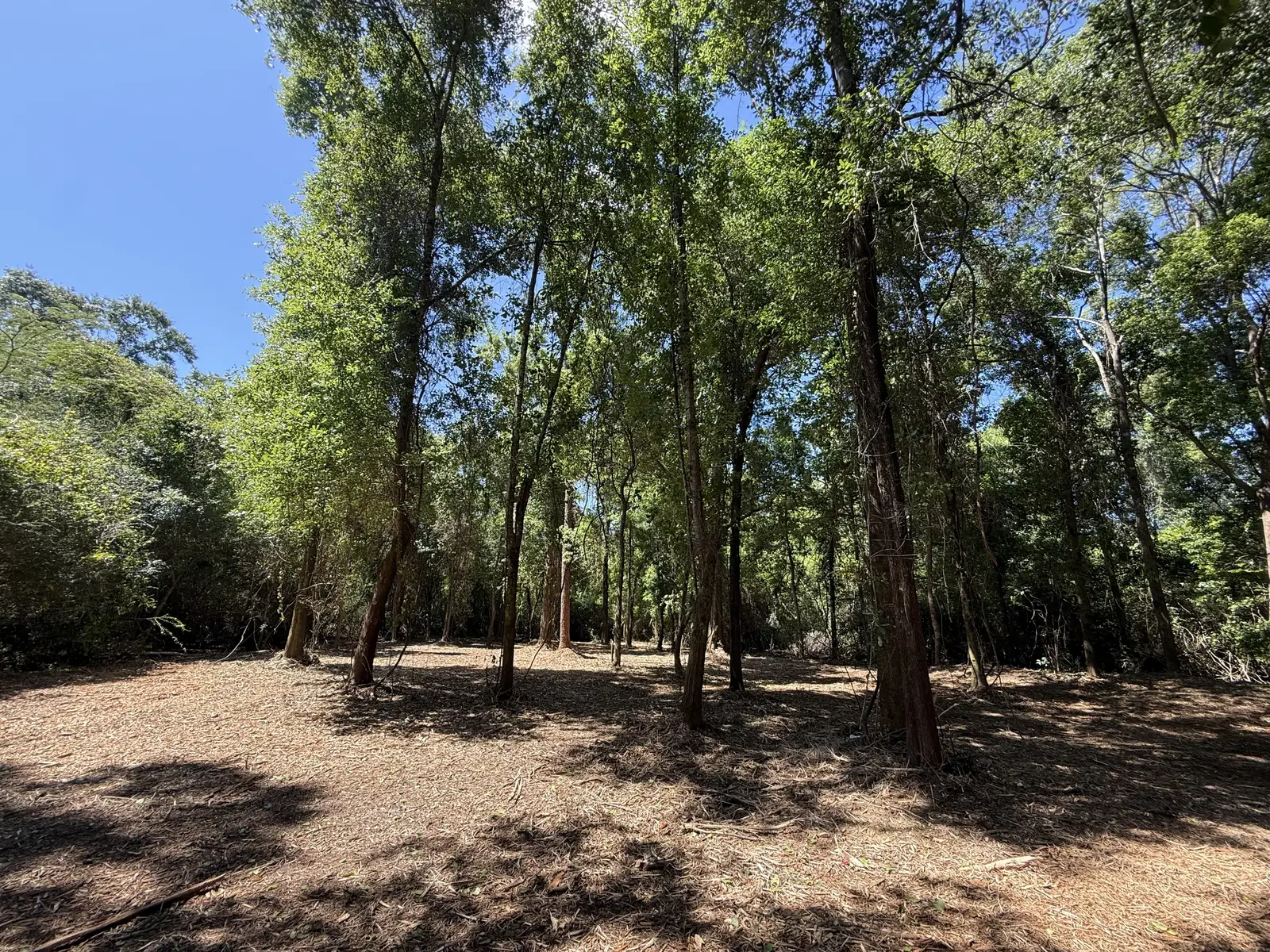 Pine woods cleared and mulched by Clearview Contracting Solutions in Northwest Florida