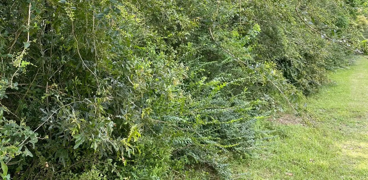 Bamboo Removal in Northwest Florida