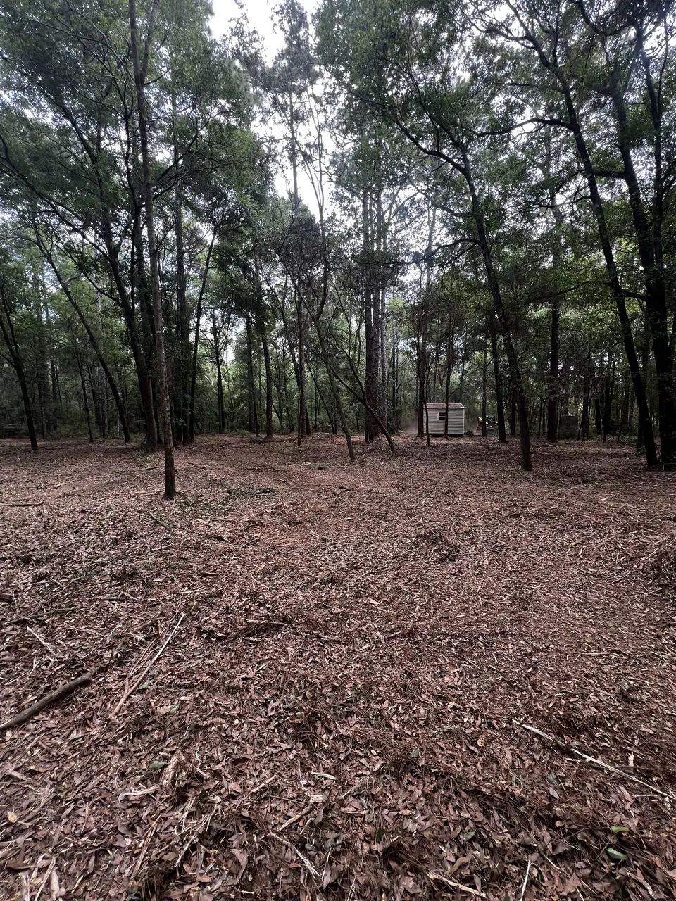 Freshly mulched woods with a clean forest floor