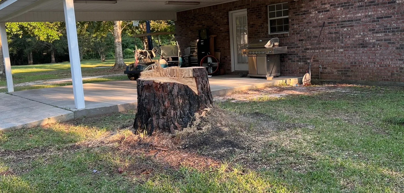 Large freshly cut pine stump in a Northwest Florida backyard beside a brick home, before grinding