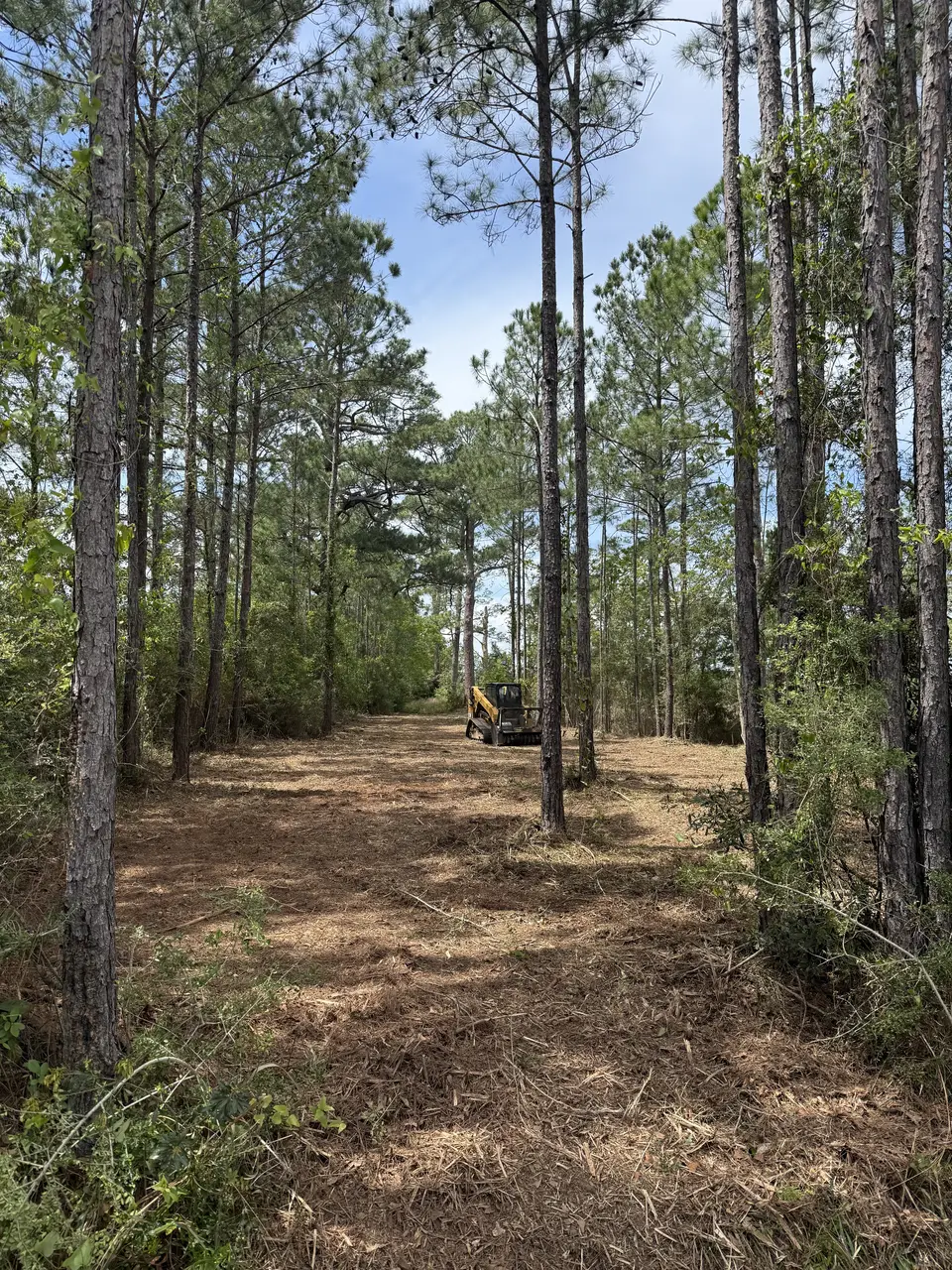 Skid steer cutting a cleared trail through the pines
